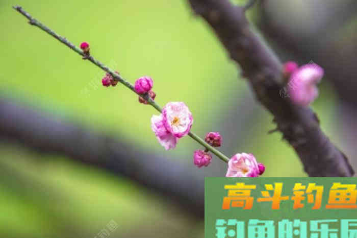 初春双竿钓鲫鱼的一点体会