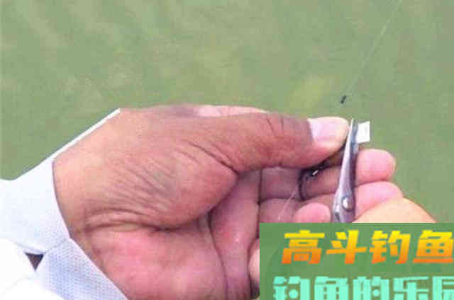 八月一到,据说这鲤鱼钓法又火了 八月一到,据说这鲤鱼钓法又火了