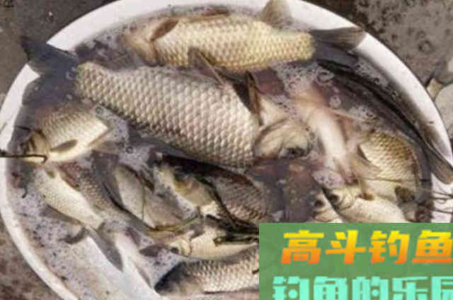 夏天一到,鲫鱼只要按我说的钓,隔三五天就想钓 夏天一到,鲫鱼只要按我说的钓,隔三五天就想钓