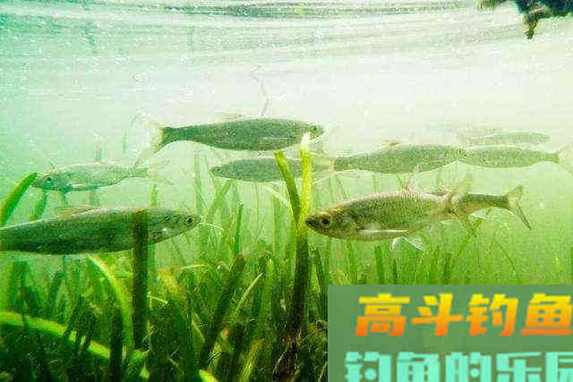 都说刷白条容易，不注意这些细节一样白搭