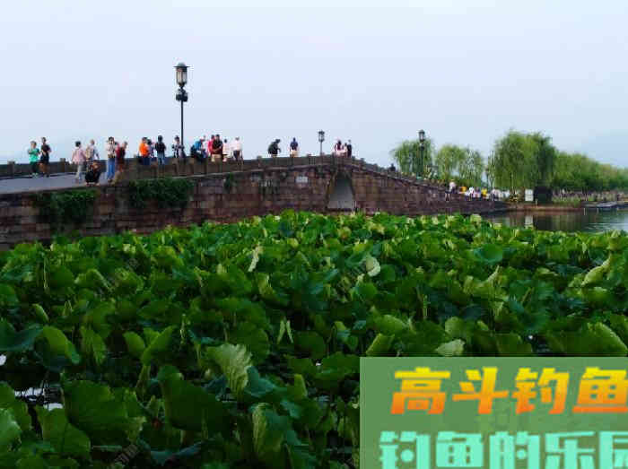 钓鲢鳙鱼3个因素与找鱼层方法,以及气温等技巧 钓鲢鳙鱼3个因素与找鱼层方法,以及气温等技巧