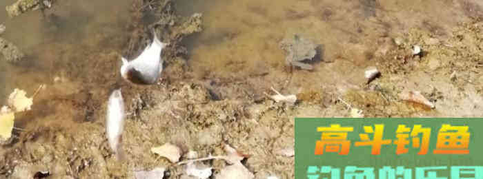 野钓策(14)——野钓鲫挂底的若干问题 野钓策(14)——野钓鲫挂底的若干问题