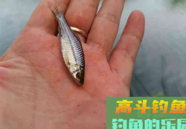 秋季的黑鱼最贪吃,只要按这个方法下钩,新手也能钓到 秋季的黑鱼最贪吃,只要按这个方法下钩,新手也能钓到