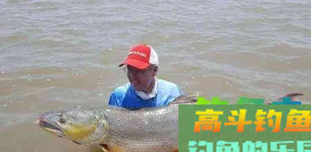 被公认为淡水霸主的鳡鱼，本该无敌于淡水鱼类，却已日渐减少