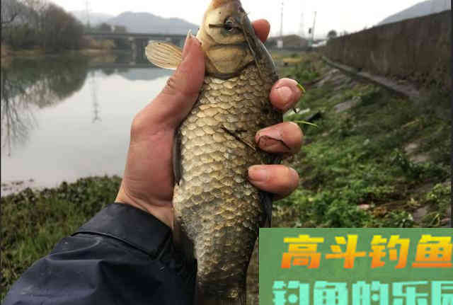 长竿短线钓鲫鱼,这3个重点要抓住 长竿短线钓鲫鱼,这3个重点要抓住