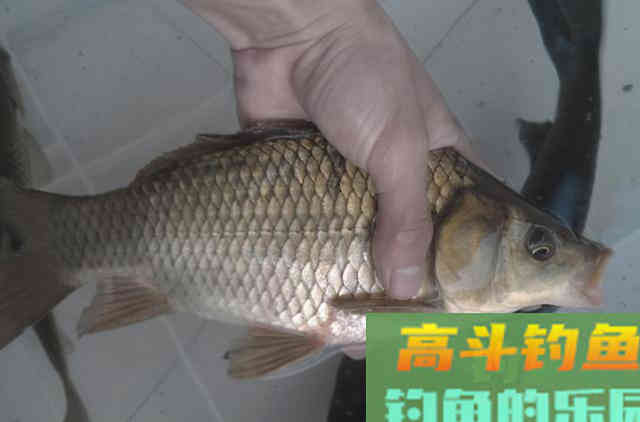 冬钓板鲫，唯独这3招才入老钓手的法眼