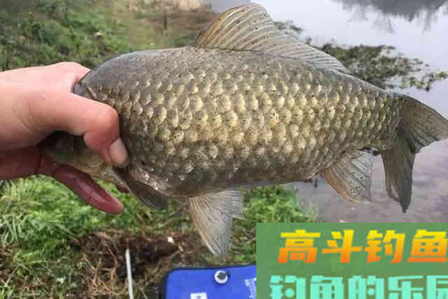 野河钓不到半斤以上的鲫鱼?可能是鱼太多了 野河钓不到半斤以上的鲫鱼?可能是鱼太多了