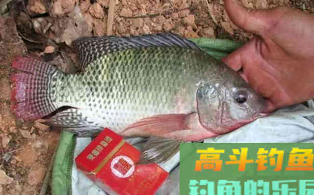 两广海南的钓鱼人,谈论钓罗非的技巧 两广海南的钓鱼人,谈论钓罗非的技巧