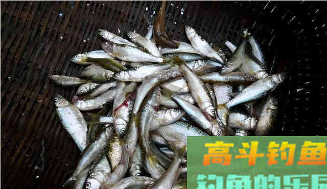 钓鳊鱼方法很多，但唯独这种方法让我百试不爽