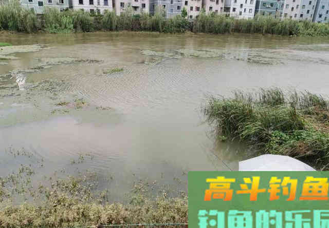暴雨过后黄辣丁疯狂咬钩，两根鱼竿根本来不及