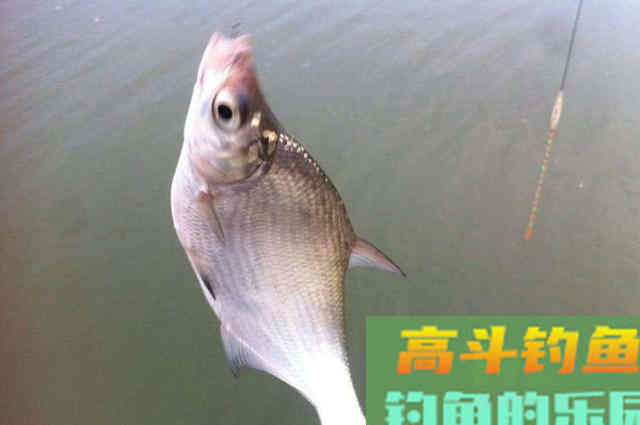 立秋前后，万万不可忽视这种鳊鱼钓法