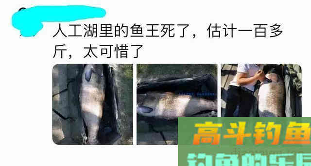 湖北百斤花鲢鱼王“寿终正寝” 湖北百斤花鲢鱼王“寿终正寝”