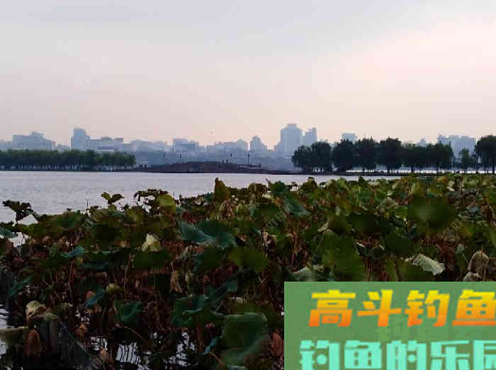 初冬钓大鲫体会，从四个方面解析，教你钓大鲫鱼