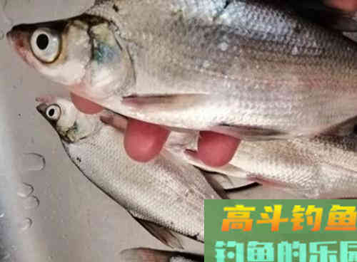 深秋水库如何野钓翘嘴？老钓友教你三招即可