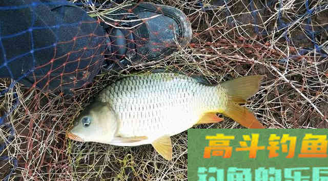 除了鲫鱼,试试这几种目标鱼,冬季给口也很好 除了鲫鱼,试试这几种目标鱼,冬季给口也很好