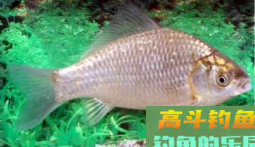 常说的土鲫、工程鲫、大板鲫,是属于什么品种的鲫鱼 常说的土鲫、工程鲫、大板鲫,是属于什么品种的鲫鱼