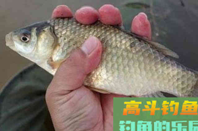 喜欢春钓鲫鱼就收藏吧，3个简短用漂技巧