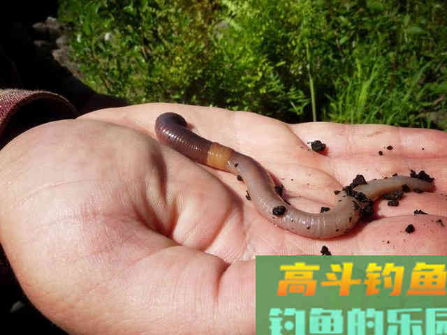 野钓黄辣丁,试试这款窝料 野钓黄辣丁,试试这款窝料