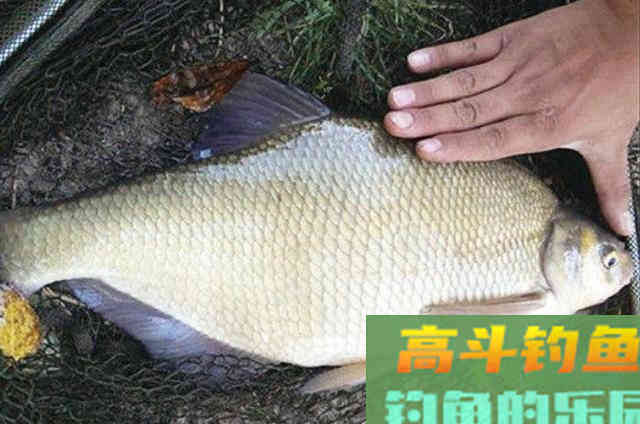 天热后，唯独这鳊鱼钓法才最霸气