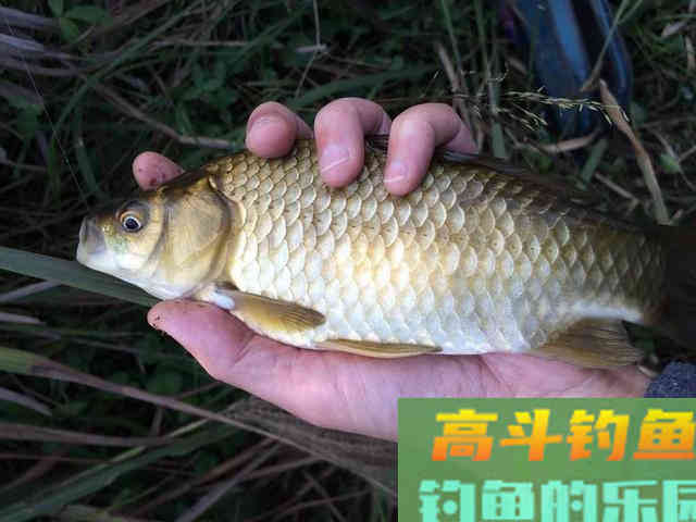 野钓时鲫鱼不开口，温差不太大，用这几招轻松应对