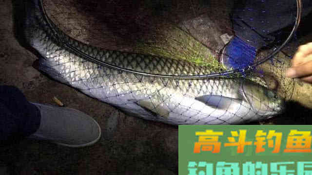 10斤多草鱼把手指伤了值得吗？这次疼入骨髓