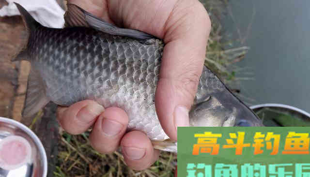 出钓前抓住这一点，搞定春季鲫鱼