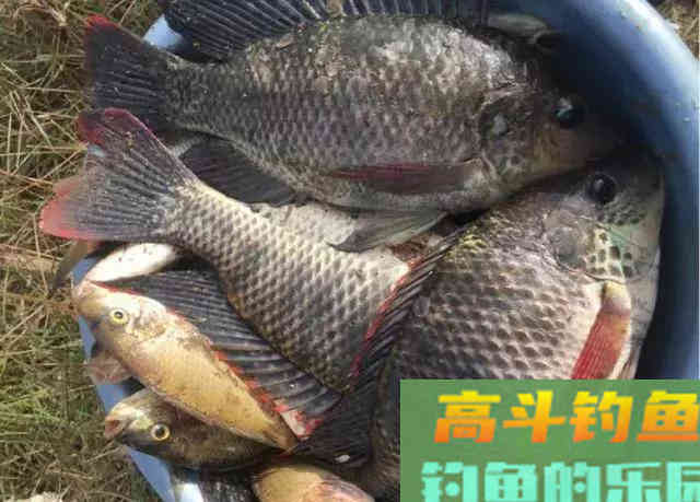 罗非鱼爱谈恋爱,钓鱼人利用此特性,将其一窝端 罗非鱼爱谈恋爱,钓鱼人利用此特性,将其一窝端