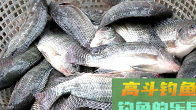 想钓好罗非鱼，窝料饵料的这些使用技巧你用没