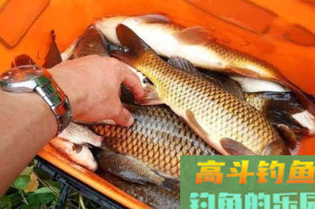 原来这2种钓法才是对付鲤鱼的法宝