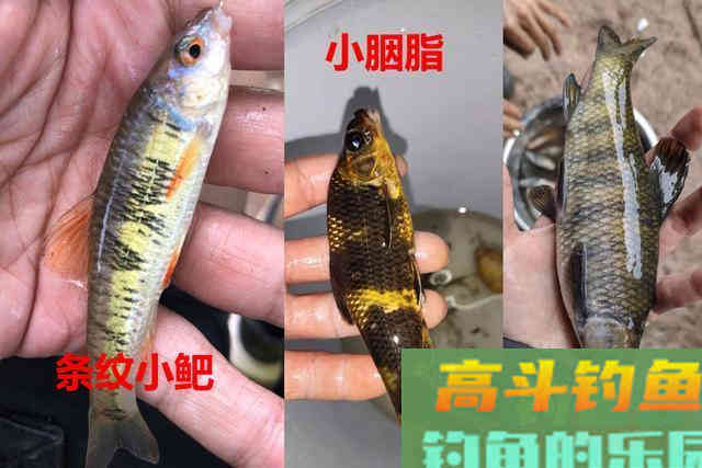 不要把这几种鱼弄错，和保护鱼种区别很小，避免惹麻烦