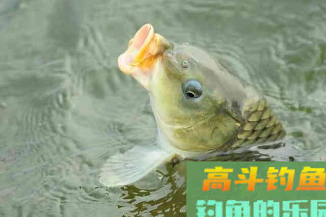 钓了半辈子鲤鱼，头一次试用这调钓技能