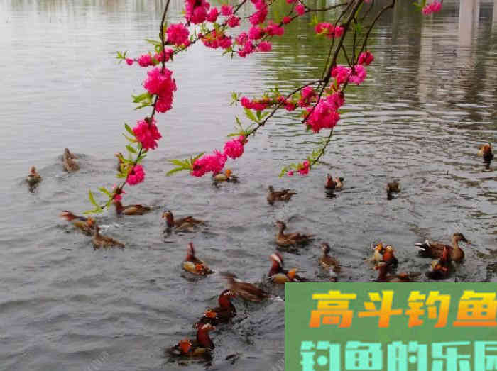 有效钓鲫鱼的3个办法，做窝补窝和调钓，和应对技巧