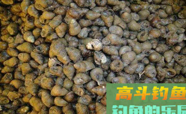 深秋时节钓青鱼，用这些老方法，渔获差不了