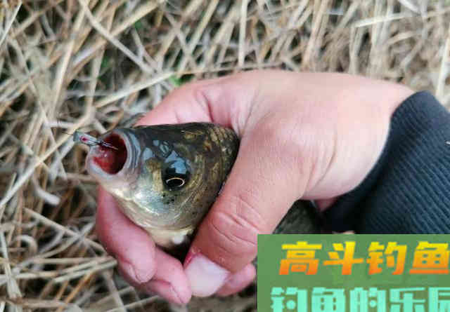 鲫鱼不吃饵那是离底了,初冬水温分层,别守深水钓底 鲫鱼不吃饵那是离底了,初冬水温分层,别守深水钓底