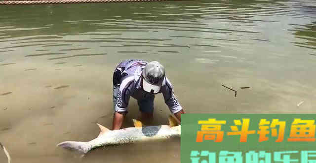 当水中霸主黑鱼,遇到水老虎鱤鱼,究竟谁是王者 当水中霸主黑鱼,遇到水老虎鱤鱼,究竟谁是王者