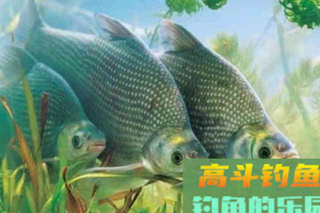 初秋钓鳊鱼,换用这锦囊妙计,钓了一尾又一尾 初秋钓鳊鱼,换用这锦囊妙计,钓了一尾又一尾