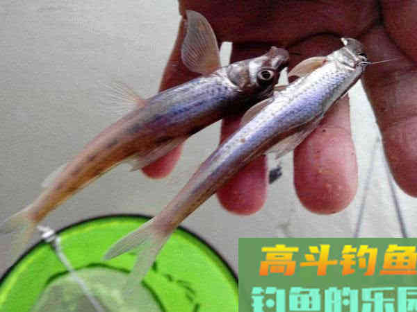 船丁子的钓法介绍，此鱼身长嘴巴小行动迅速