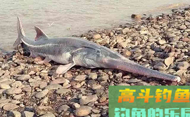 自83年出现过一次，鯮鱼已整整37年未见踪迹