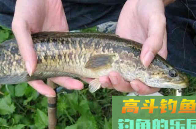 到了秋天，黑鱼只要按我这样钓