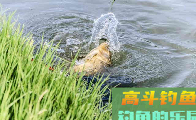 自然水域的野生草鱼,在秋季该如何作钓呢 自然水域的野生草鱼,在秋季该如何作钓呢