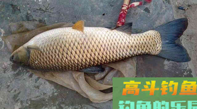 钓草鱼的适宜温度是多少?野钓客告诉你! 钓草鱼的适宜温度是多少?野钓客告诉你!