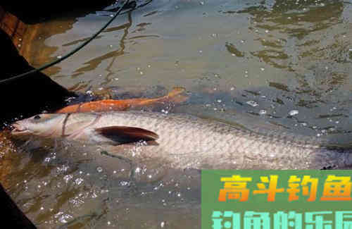 野钓怎样钓青鱼？需知道青鱼习性及对应的垂钓技巧