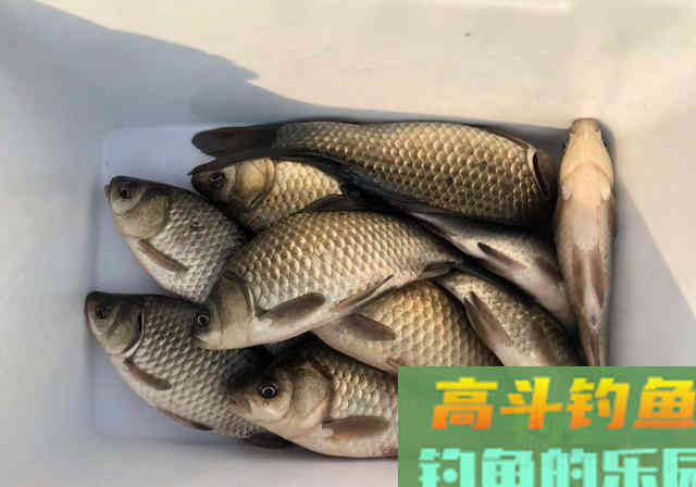 一种钓法一类饵料,却成为了秋季爆护大板鲫的秘籍 一种钓法一类饵料,却成为了秋季爆护大板鲫的秘籍