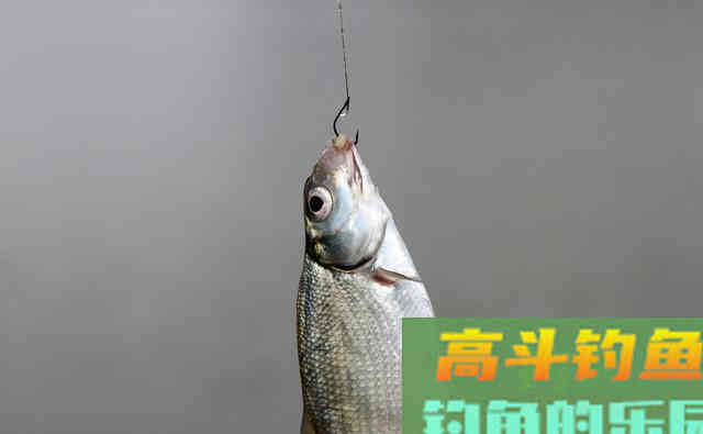 冬季大鲫鱼好钓?谣言!不注意3点,大板鲫和你无缘 冬季大鲫鱼好钓?谣言!不注意3点,大板鲫和你无缘