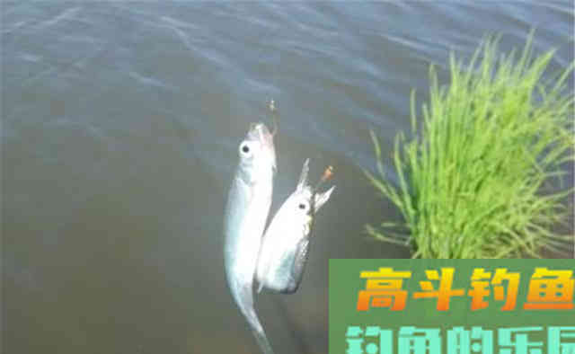 白条鱼:钓鱼人眼中是嫌弃,食客眼中是酥脆 白条鱼:钓鱼人眼中是嫌弃,食客眼中是酥脆