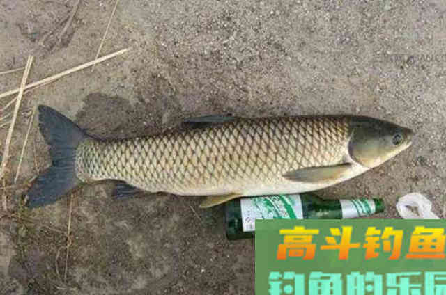 五月,草鱼只要按我说的钓,一周钓三次都不过瘾 五月,草鱼只要按我说的钓,一周钓三次都不过瘾