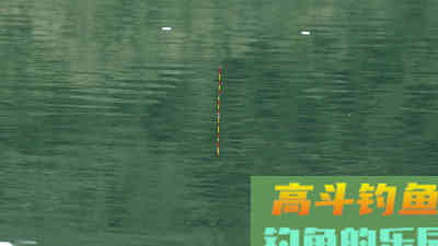 手竿钓鲢鳙：细分4个原因，避免有口不中鱼的提空竿