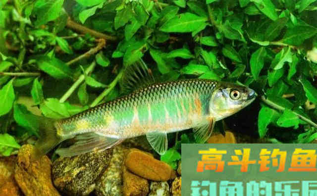 五彩斑斓桃花鱼,能在当今这个环境生存下来,确实实属不易 五彩斑斓桃花鱼,能在当今这个环境生存下来,确实实属不易