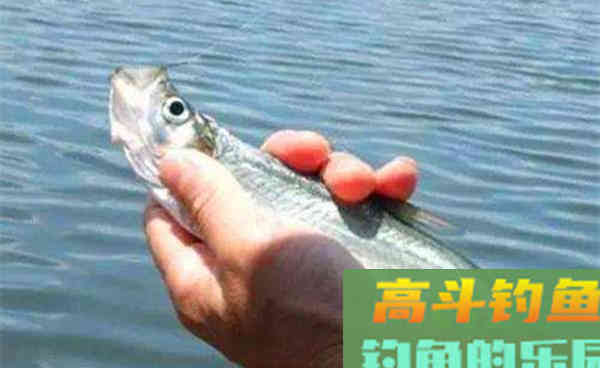 秋季手竿钓翘嘴，用这个特效方法，方法简单