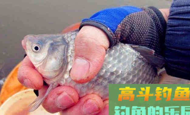 散塘垂钓，鲫鱼吃口轻，针对轻口鱼垂钓要注意